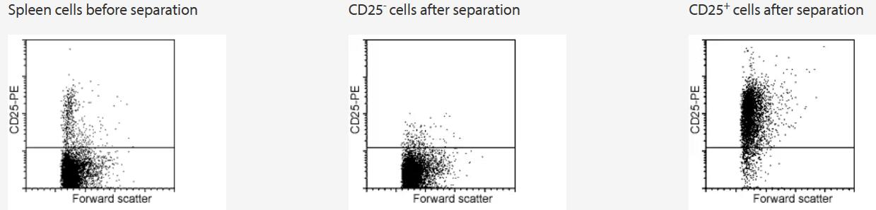 Isolation of CD25+ cells from a mouse spleen cell suspension using the CD25 MicroBead Kit, two MS Columns, and a MiniMACS Separator.